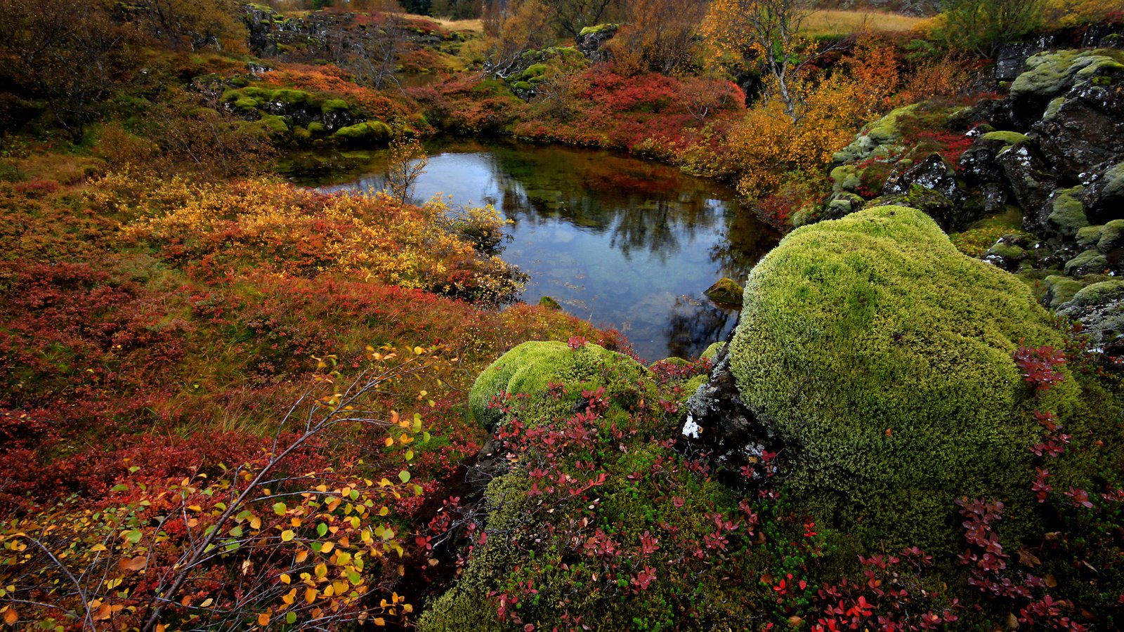 Обои деревья, озеро, камни, мох, исландия, national park thingvellir, trees, lake, stones, moss, iceland разрешение 1920x1200 Загрузить