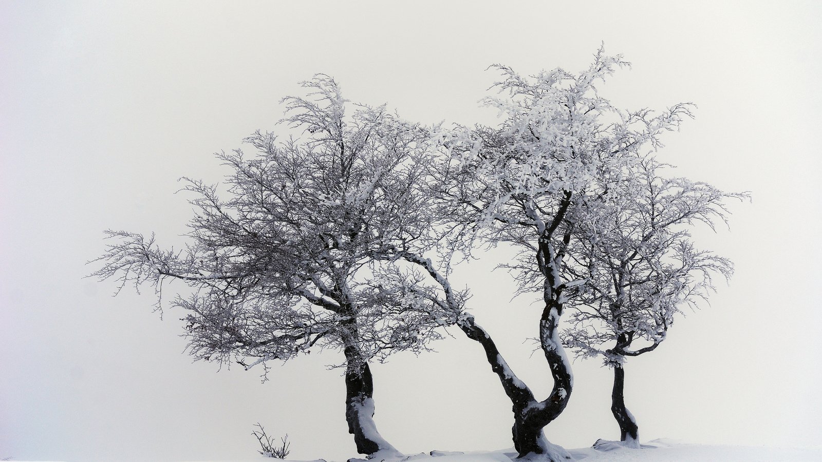 Обои деревья, снег, природа, зима, trees, snow, nature, winter разрешение 2048x1356 Загрузить