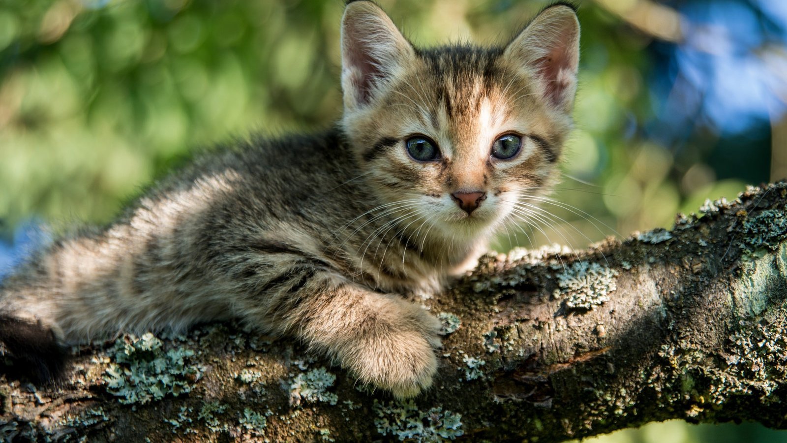 Обои глаза, дерево, кошка, взгляд, котенок, eyes, tree, cat, look, kitty разрешение 2048x1280 Загрузить