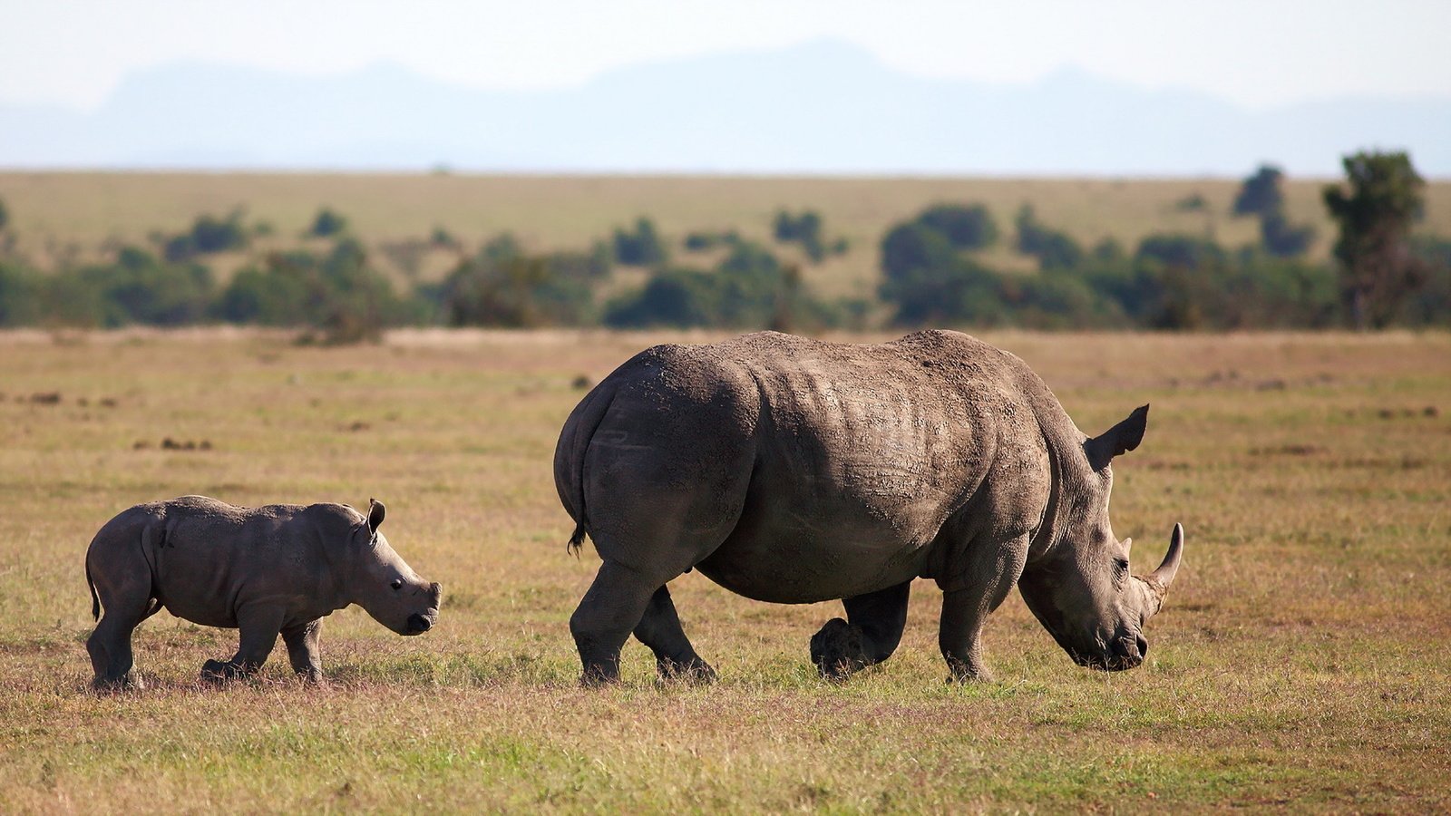 Обои животное, follow me, square-lipped rhinoceros, white rhinoceros, носороги, белый носорог, animal, rhinos, white rhino разрешение 1920x1080 Загрузить