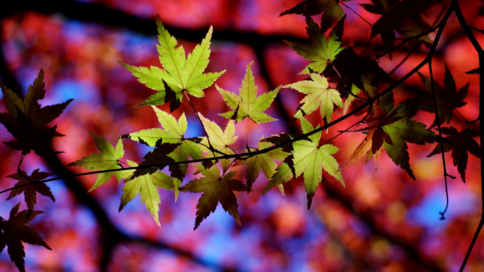 Обои природа, листья, макро, осень, тени, веточки, nature, leaves, macro, autumn, shadows, twigs разрешение 6000x4000 Загрузить