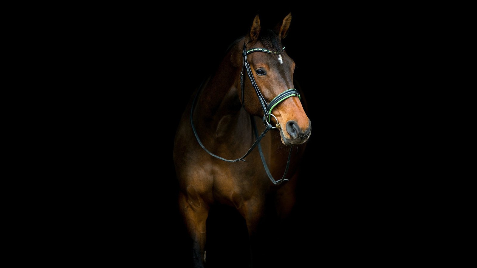 Обои лошадь, фон, черный фон, конь, horse, background, black background разрешение 1920x1200 Загрузить