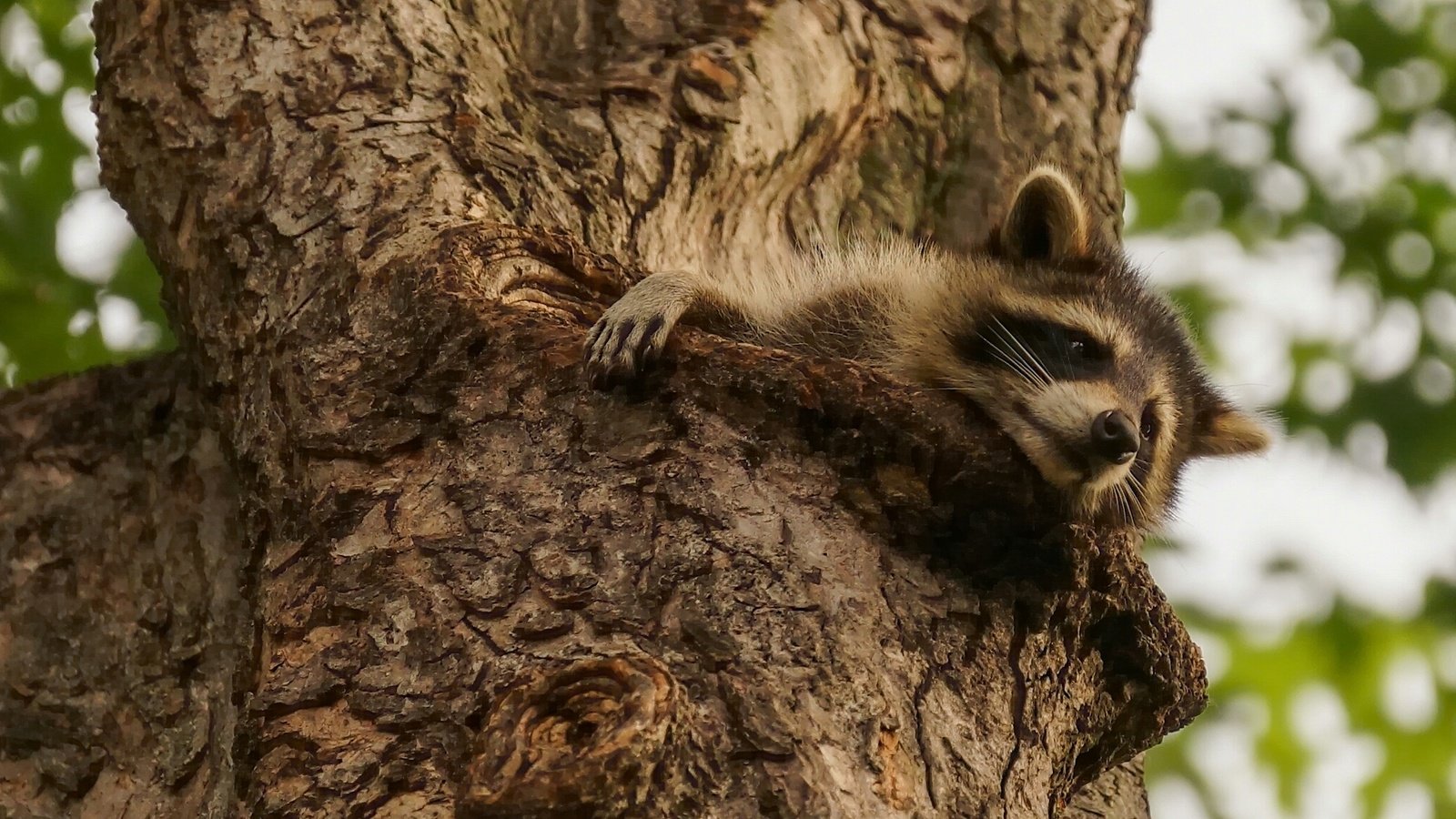 Обои природа, дерево, животное, енот, nature, tree, animal, raccoon разрешение 2048x1280 Загрузить