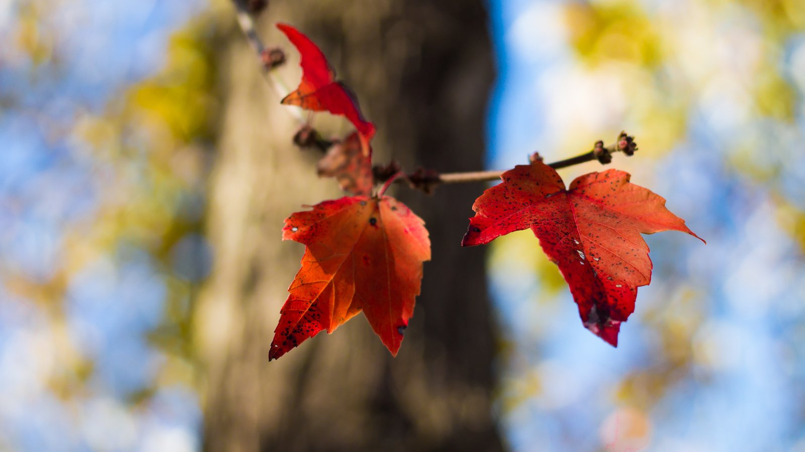 Обои природа, листья, осень, nature, leaves, autumn разрешение 4272x2848 Загрузить