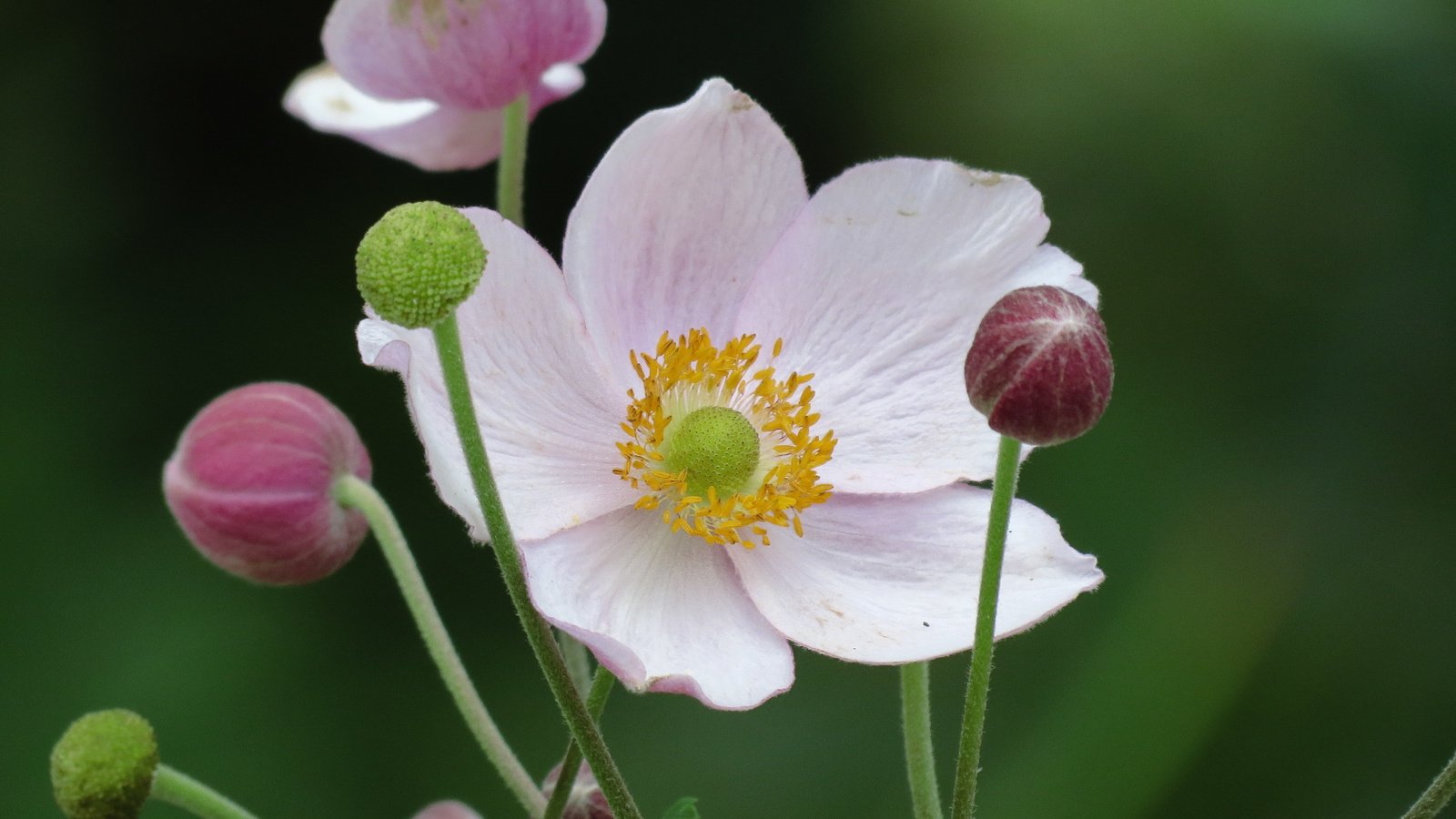 Обои белые лепестки, anemone hupehensis, японский анемон, white petals, japanese anemone разрешение 4000x3000 Загрузить