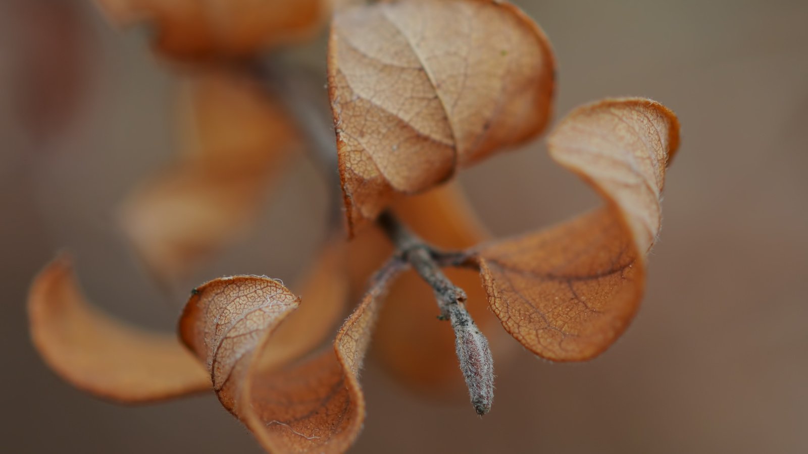 Обои листья, макро, осень, веточка, leaves, macro, autumn, sprig разрешение 3520x2619 Загрузить