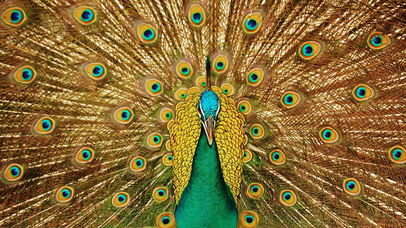 Обои взгляд, узоры, птица, клюв, павлин, красивый, хвост, look, patterns, bird, beak, peacock, beautiful, tail разрешение 3008x1899 Загрузить