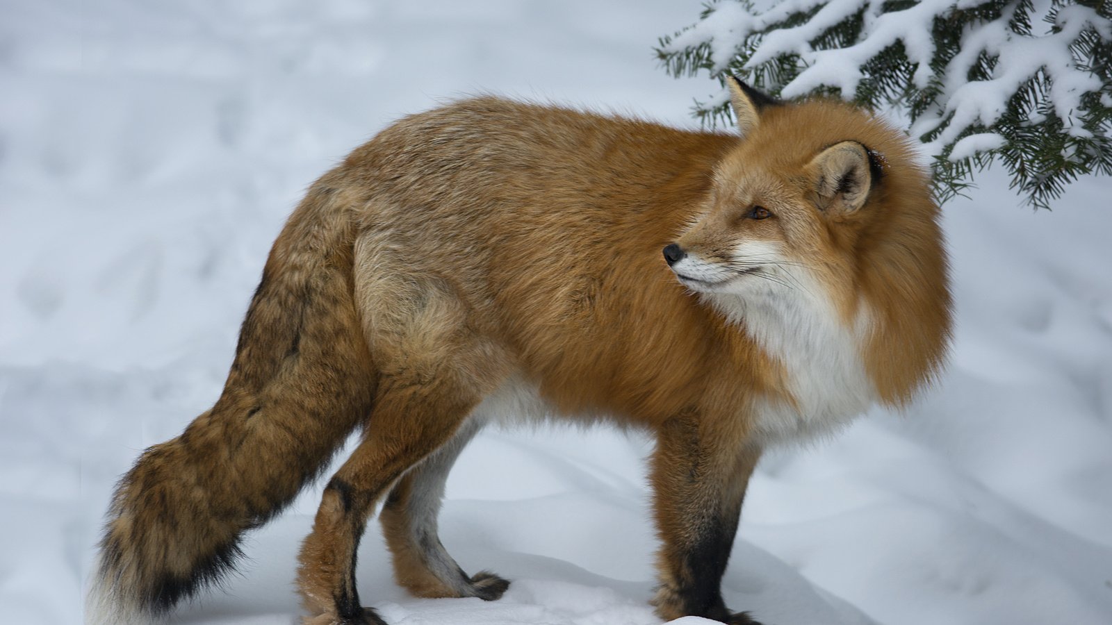 Обои снег, зима, взгляд, рыжая, лиса, лисица, животное, мах, snow, winter, look, red, fox, animal, max разрешение 2048x1365 Загрузить