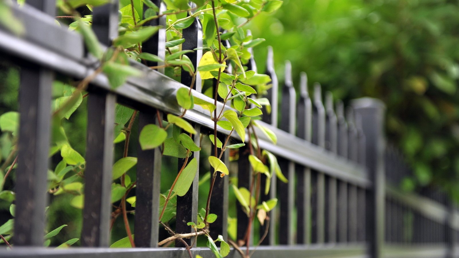 Обои ветки, лето, забор, зеленые листья, ограда, branches, summer, the fence, green leaves, fence разрешение 1920x1200 Загрузить