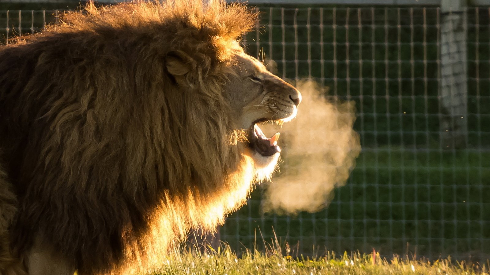 Обои хищник, лев, львёнок, животно е, cold air, yorkshire wildlife park, predator, leo, lion, animals разрешение 1920x1200 Загрузить