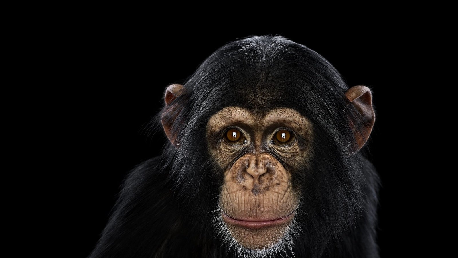 Обои фон, взгляд, обезьяна, шимпанзе, chimpanzee, background, look, monkey, chimpanzees разрешение 1920x1288 Загрузить