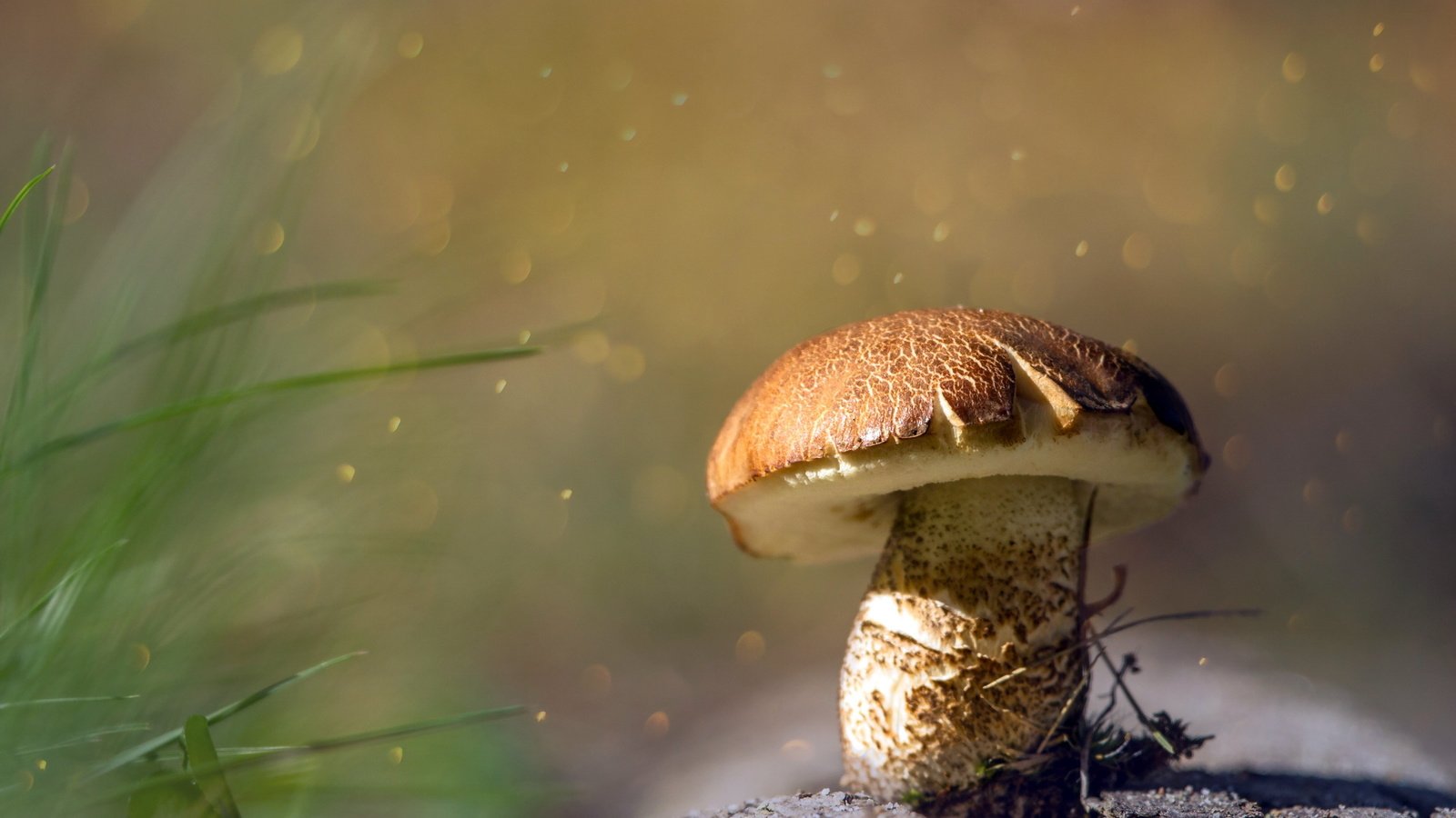 Обои природа, осень, гриб, nature, autumn, mushroom разрешение 2560x1707 Загрузить