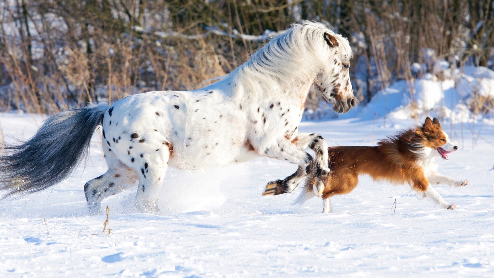 Обои лошадь, снег, природа, зима, собака, конь, бег, бордер-колли, cобака, horse, snow, nature, winter, dog, running, the border collie разрешение 4288x2063 Загрузить