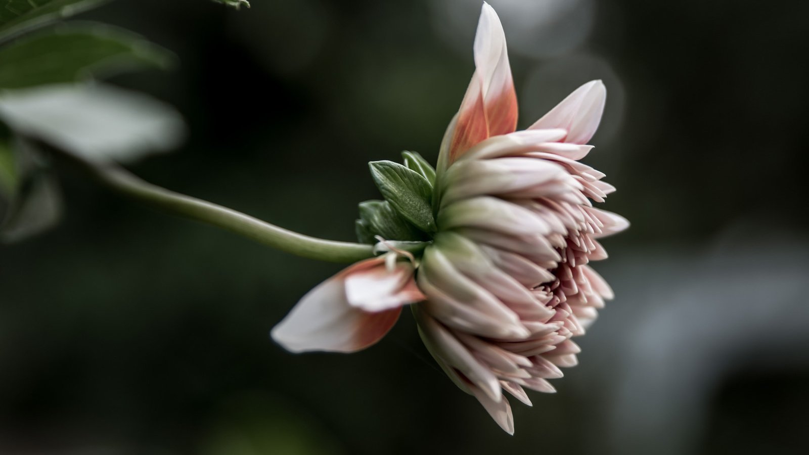 Обои цветок, лепестки, розовые, георгин, flower, petals, pink, dahlia разрешение 2048x1365 Загрузить