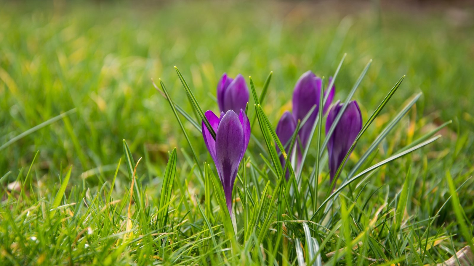 Обои цветы, трава, весна, крокусы, flowers, grass, spring, crocuses разрешение 6000x4000 Загрузить