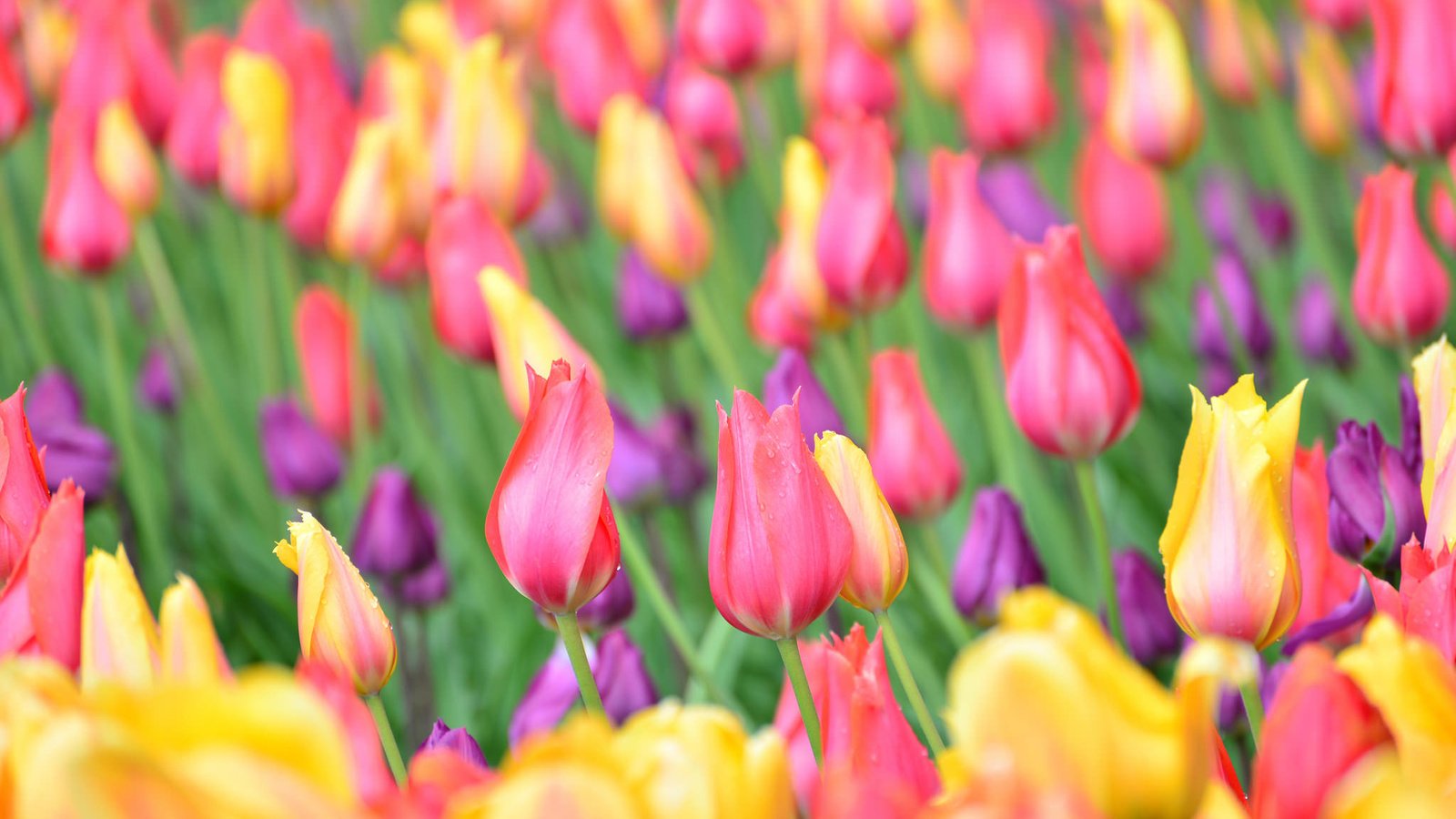 Обои бутоны, тюльпаны, боке, buds, tulips, bokeh разрешение 2048x1367 Загрузить