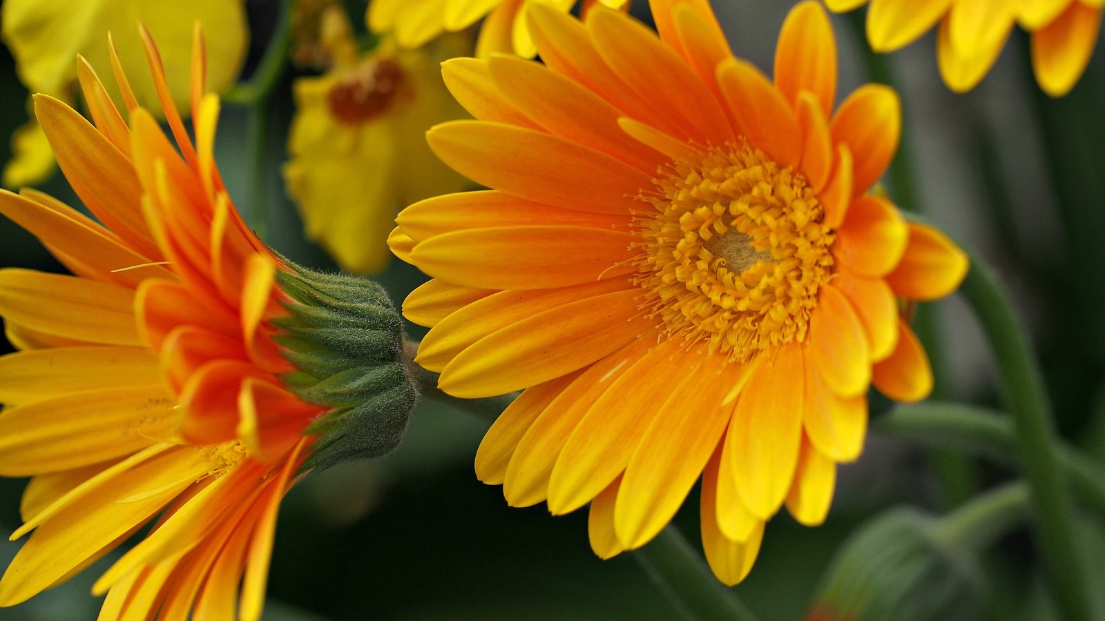 Обои цветы, макро, лепестки, желтые, flowers, macro, petals, yellow разрешение 2048x1462 Загрузить