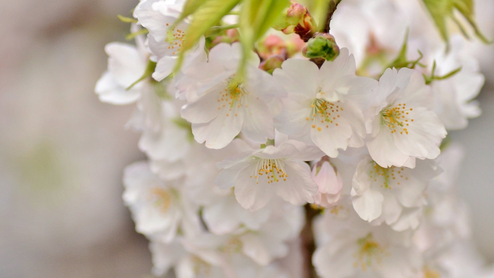 Обои ветка, макро, весна, вишня, сакура, branch, macro, spring, cherry, sakura разрешение 2048x1356 Загрузить