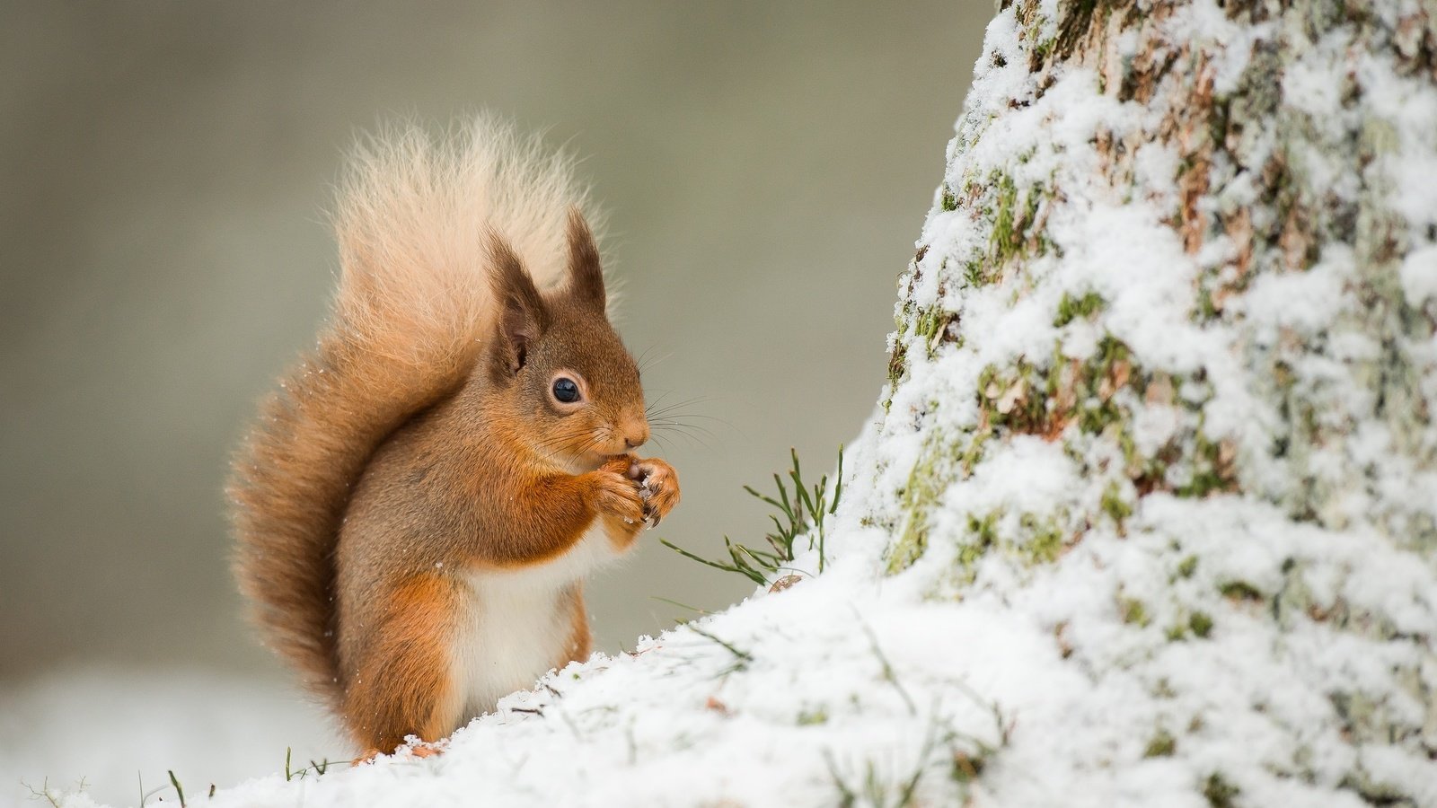 природа животные белка снег nature animals protein snow без смс