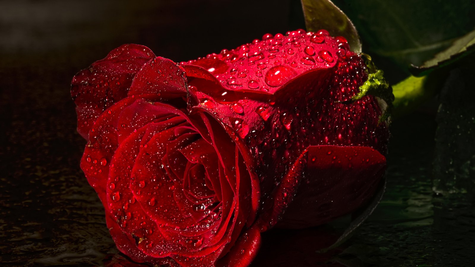 Обои вода, цветок, капли, роза, красная, water, flower, drops, rose, red разрешение 2048x1365 Загрузить