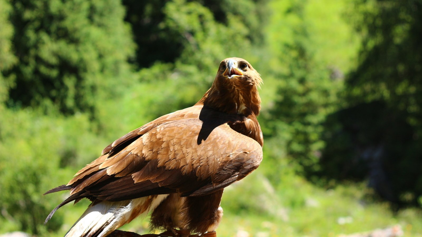 Обои природа, лес, животные, орел, птица, клюв, перья, nature, forest, animals, eagle, bird, beak, feathers разрешение 1920x1280 Загрузить