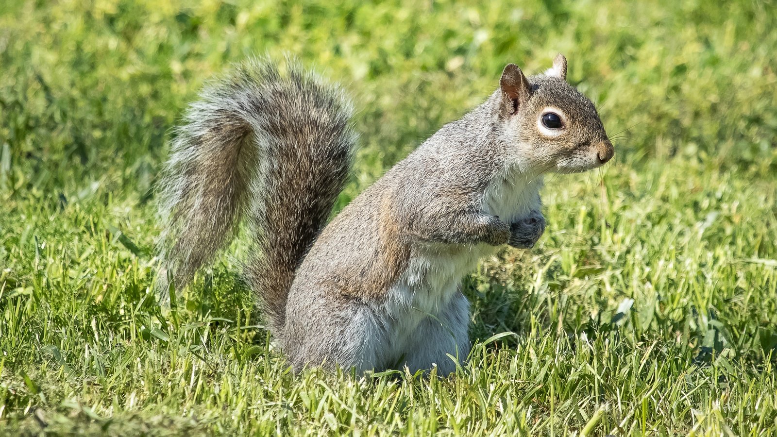 Обои трава, лето, взгляд, белочка, grass, summer, look, squirrel разрешение 2880x1920 Загрузить