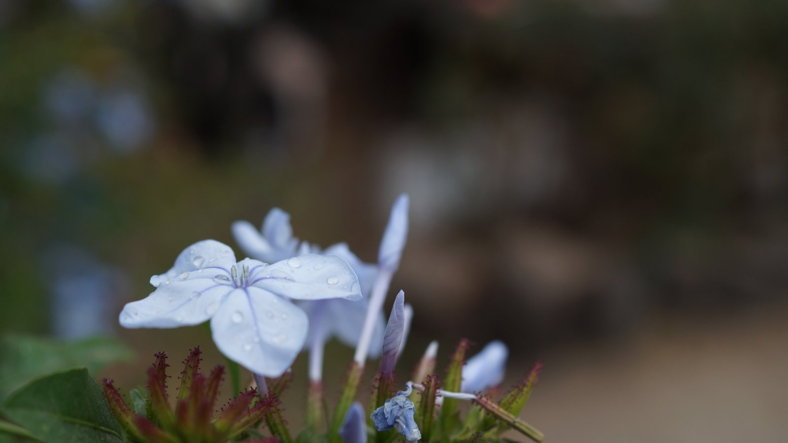 Обои цветок, лепестки, голубые, flower, petals, blue разрешение 5456x3632 Загрузить