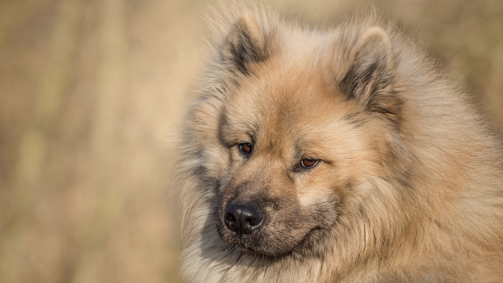 Обои морда, взгляд, собака, евразиер, face, look, dog, the eurasier разрешение 2000x1278 Загрузить