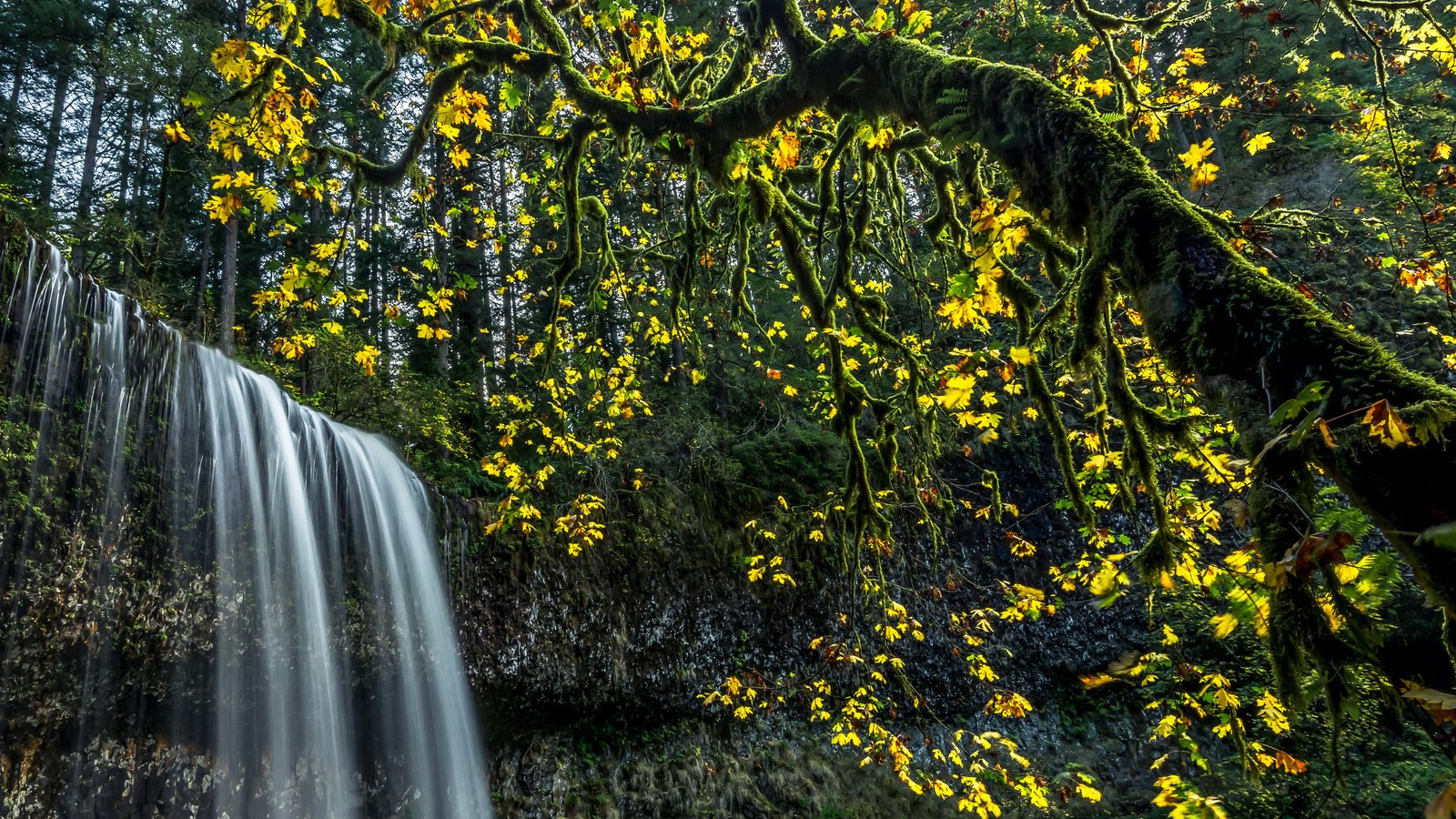 Обои деревья, лес, листья, ветки, водопад, сша, мох, silver falls state park, trees, forest, leaves, branches, waterfall, usa, moss разрешение 3600x2403 Загрузить