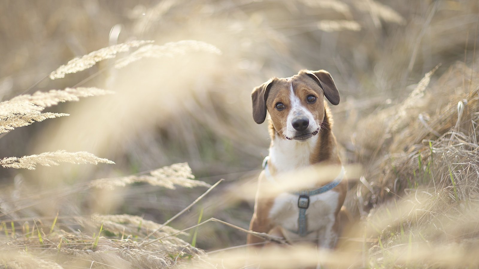 Обои мордочка, взгляд, собака, друг, гончая, сухая трава, muzzle, look, dog, each, hound, dry grass разрешение 5472x3648 Загрузить
