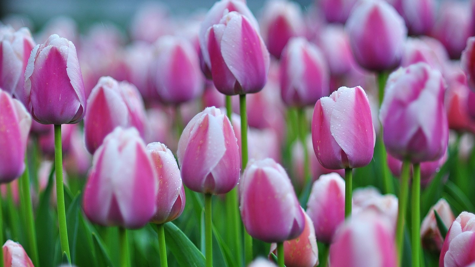 Обои бутоны, тюльпаны, много, buds, tulips, a lot разрешение 2500x1570 Загрузить