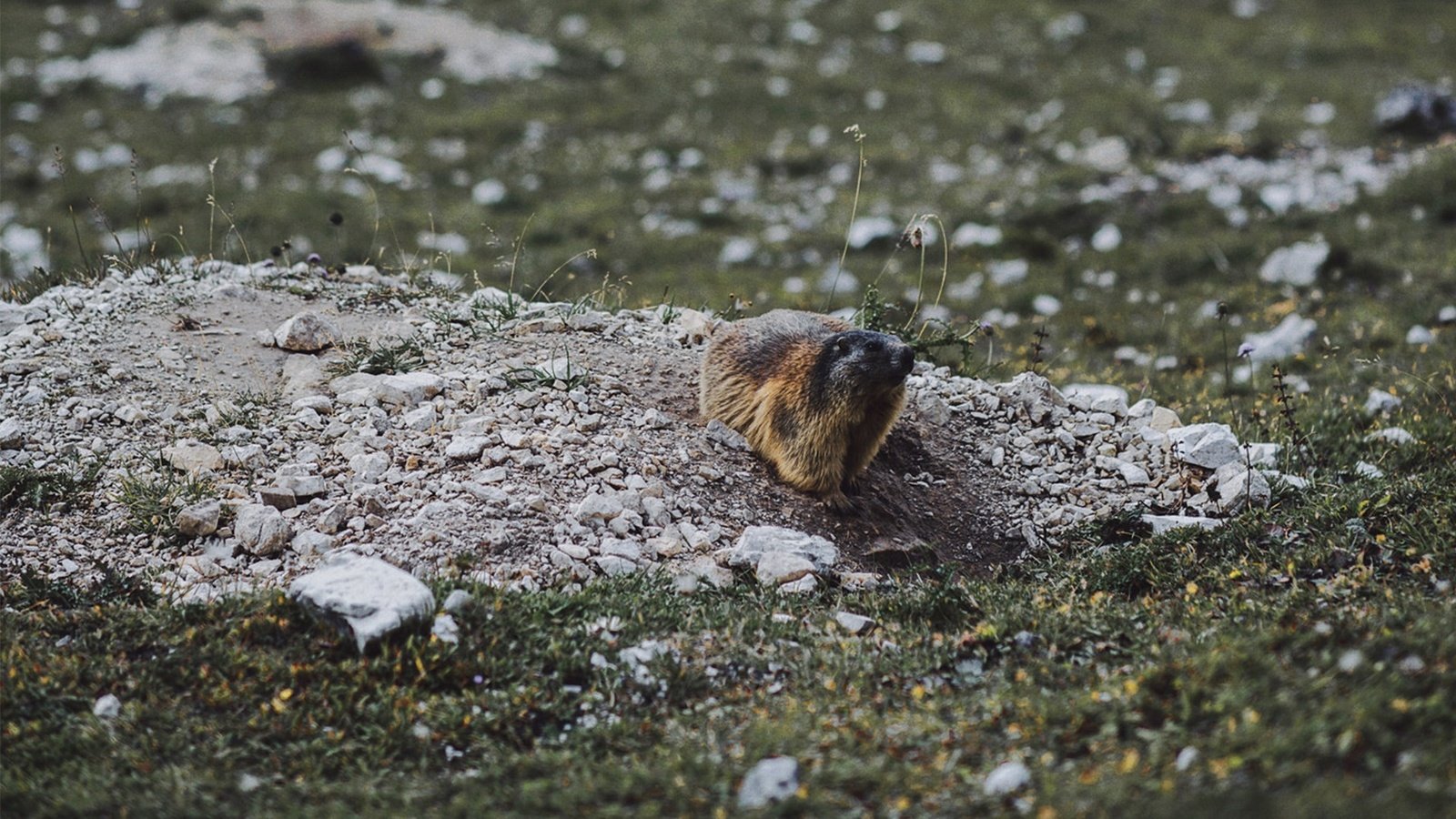 Обои животное, сурок, грызун, animal, marmot, rodent разрешение 1920x1080 Загрузить