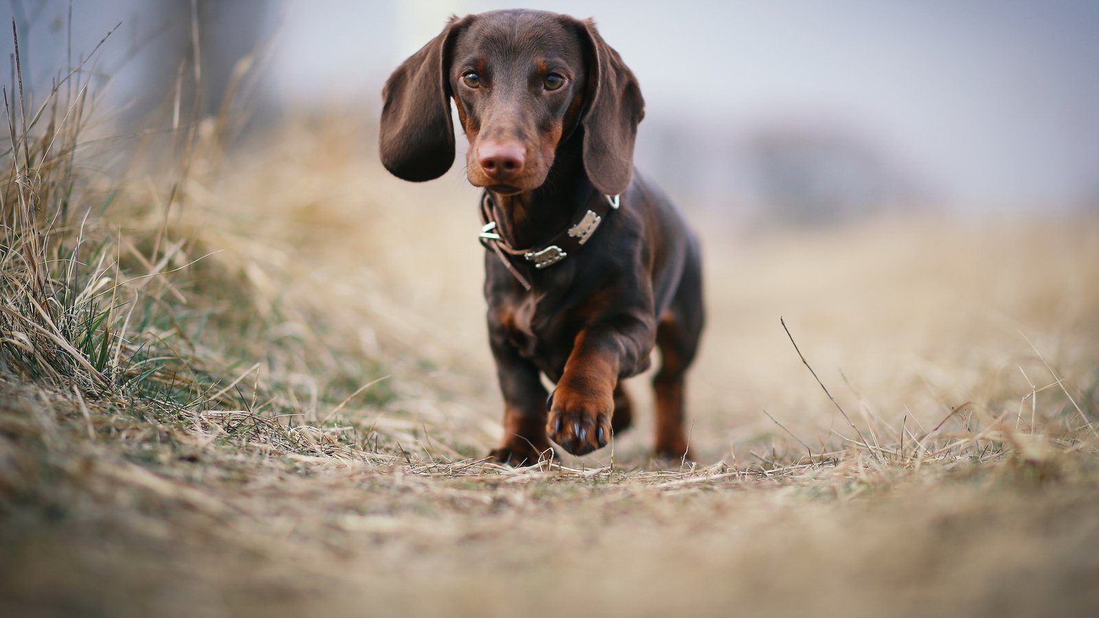 Обои взгляд, собака, друг, такса, look, dog, each, dachshund разрешение 2047x1217 Загрузить