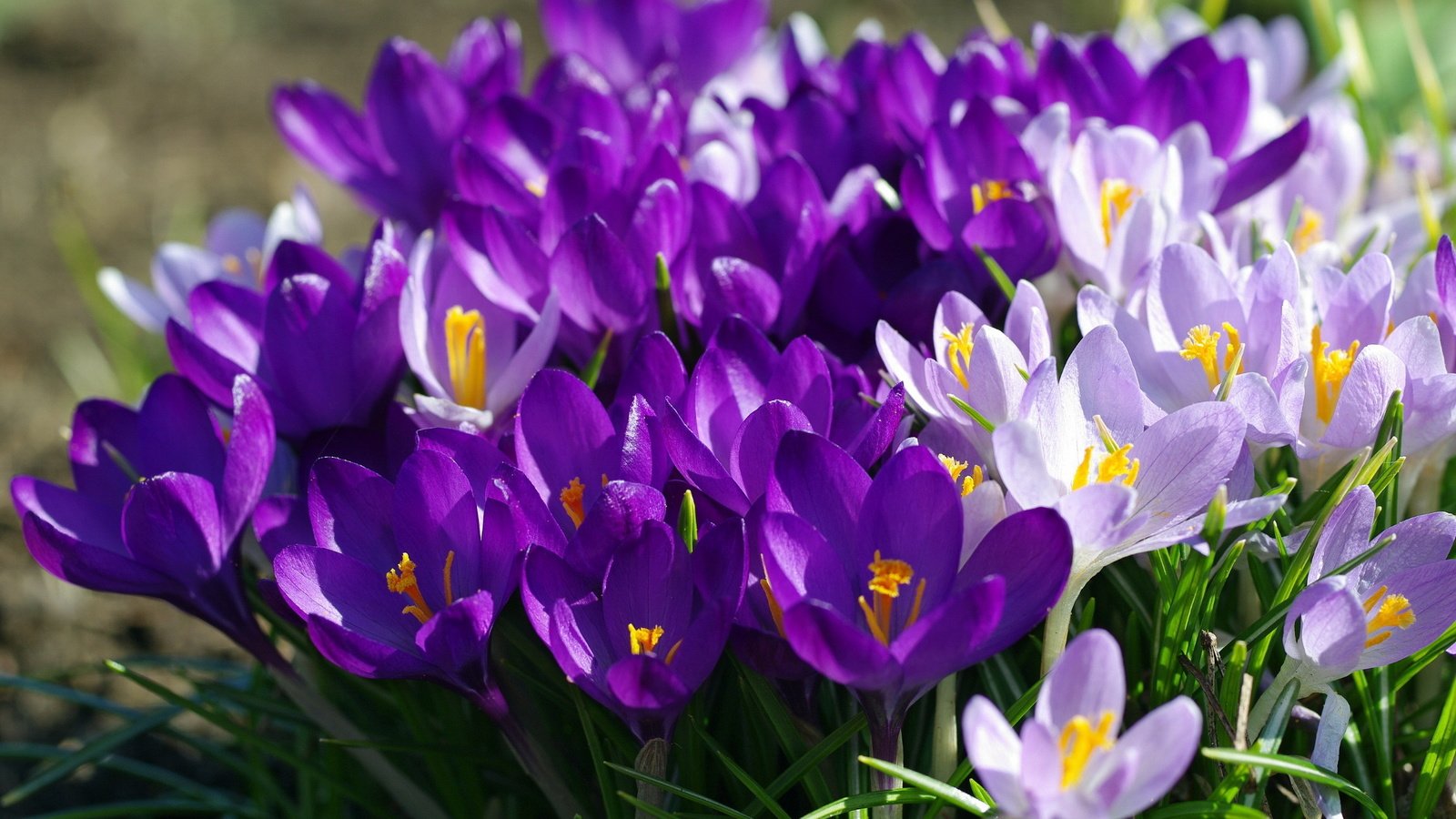 Обои фиолетовый, весна, крокусы, purple, spring, crocuses разрешение 2232x1484 Загрузить