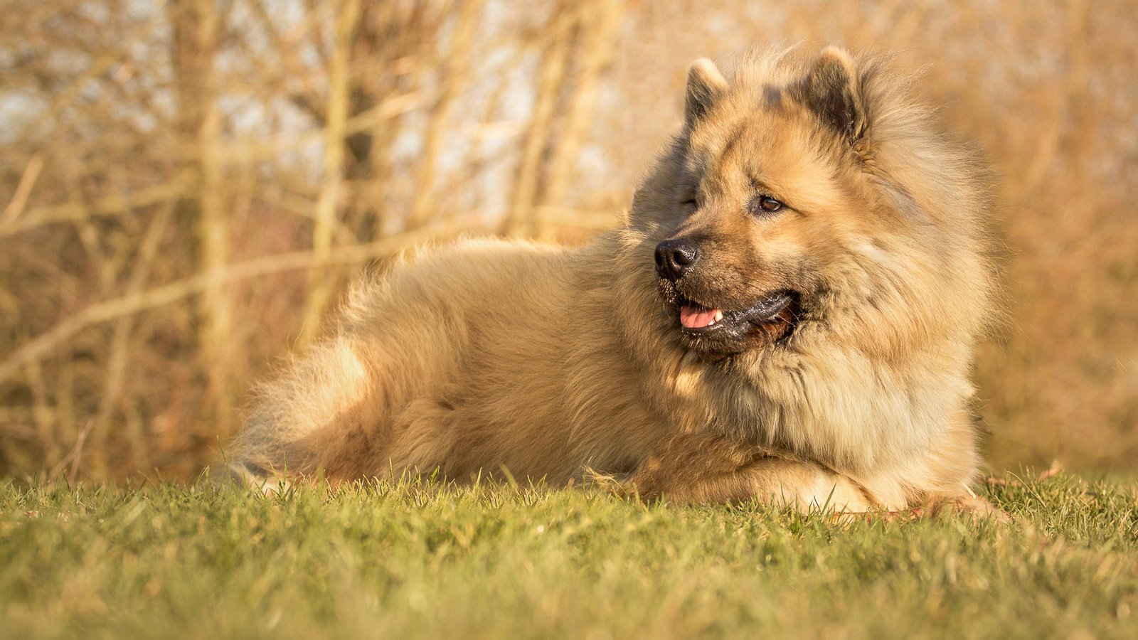 Обои собака, пес, евразиер, dog, the eurasier разрешение 2000x1266 Загрузить