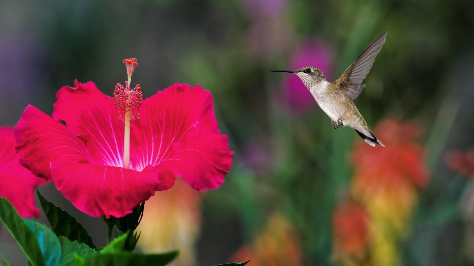 Обои полет, птичка, колибри, гибискус, flight, bird, hummingbird, hibiscus разрешение 2048x1365 Загрузить