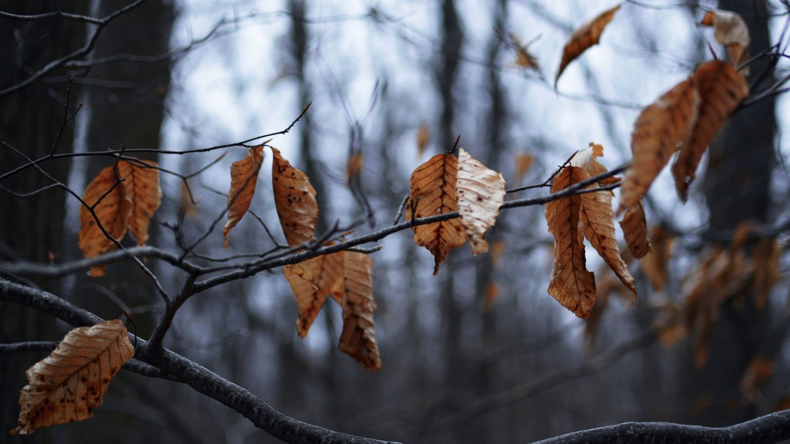 Обои дерево, листья, ветки, осень, сухие, tree, leaves, branches, autumn, dry разрешение 2880x1920 Загрузить