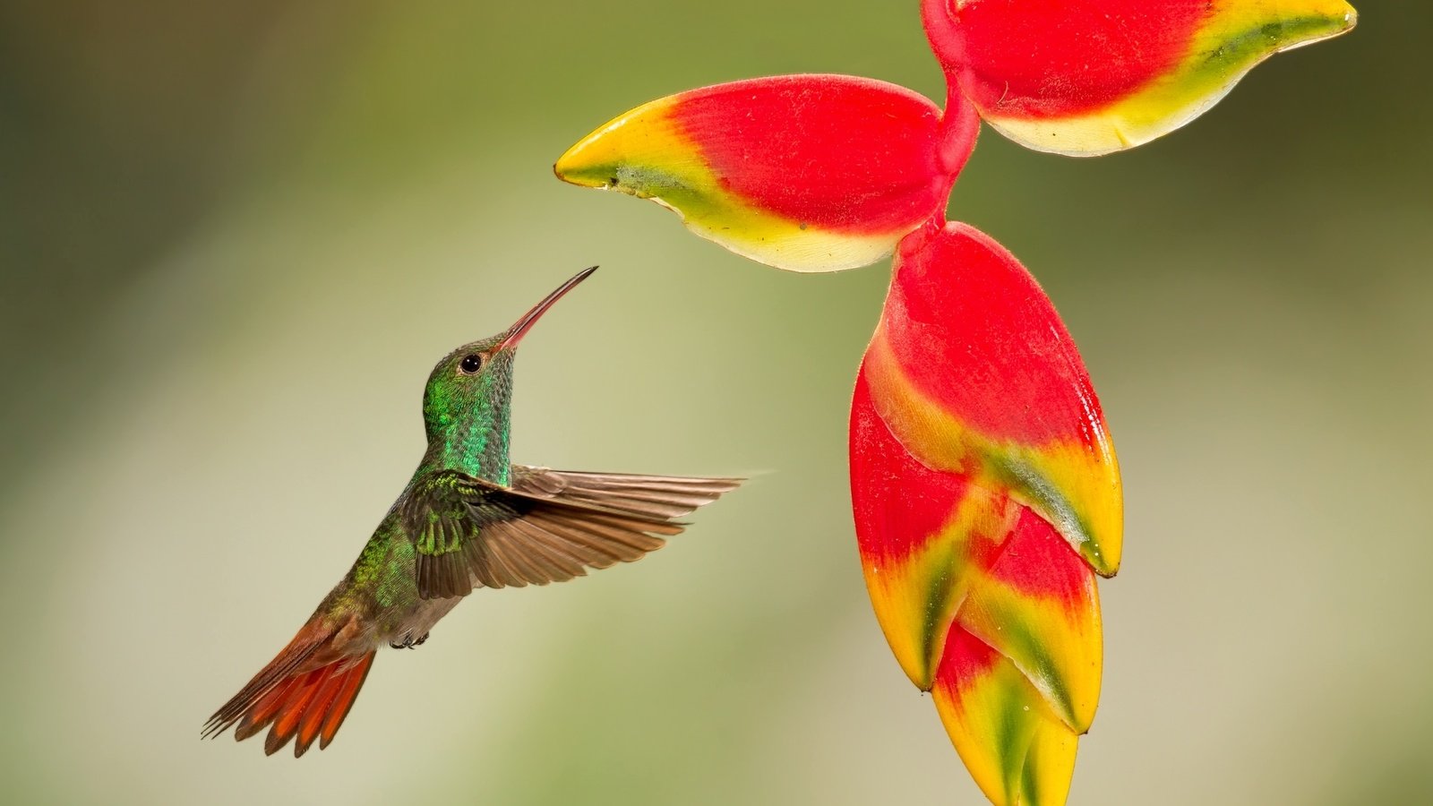 Обои полет, цветок, птица, тропики, колибри, кроха, flight, flower, bird, tropics, hummingbird, baby разрешение 2048x1298 Загрузить