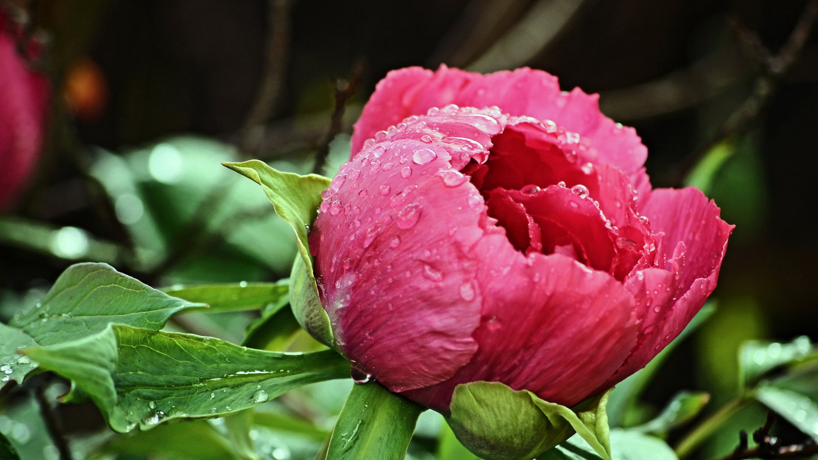 Обои капли, бутон, розовый, пион, после дождя, drops, bud, pink, peony, after the rain разрешение 2048x1363 Загрузить