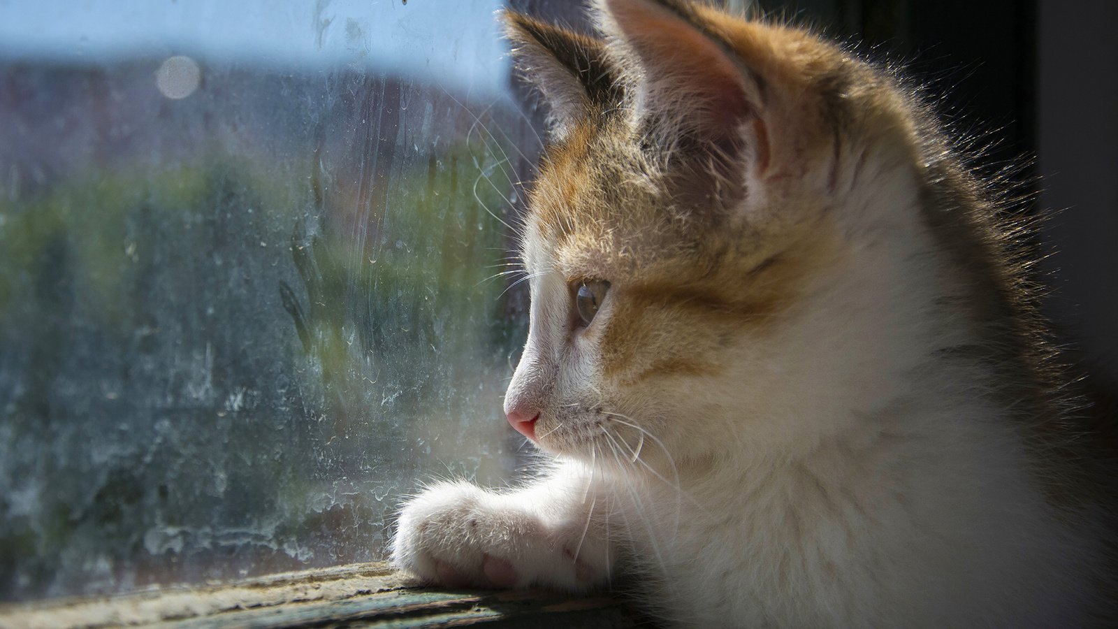 Обои взгляд, котенок, окно, стекло, look, kitty, window, glass разрешение 2048x1365 Загрузить