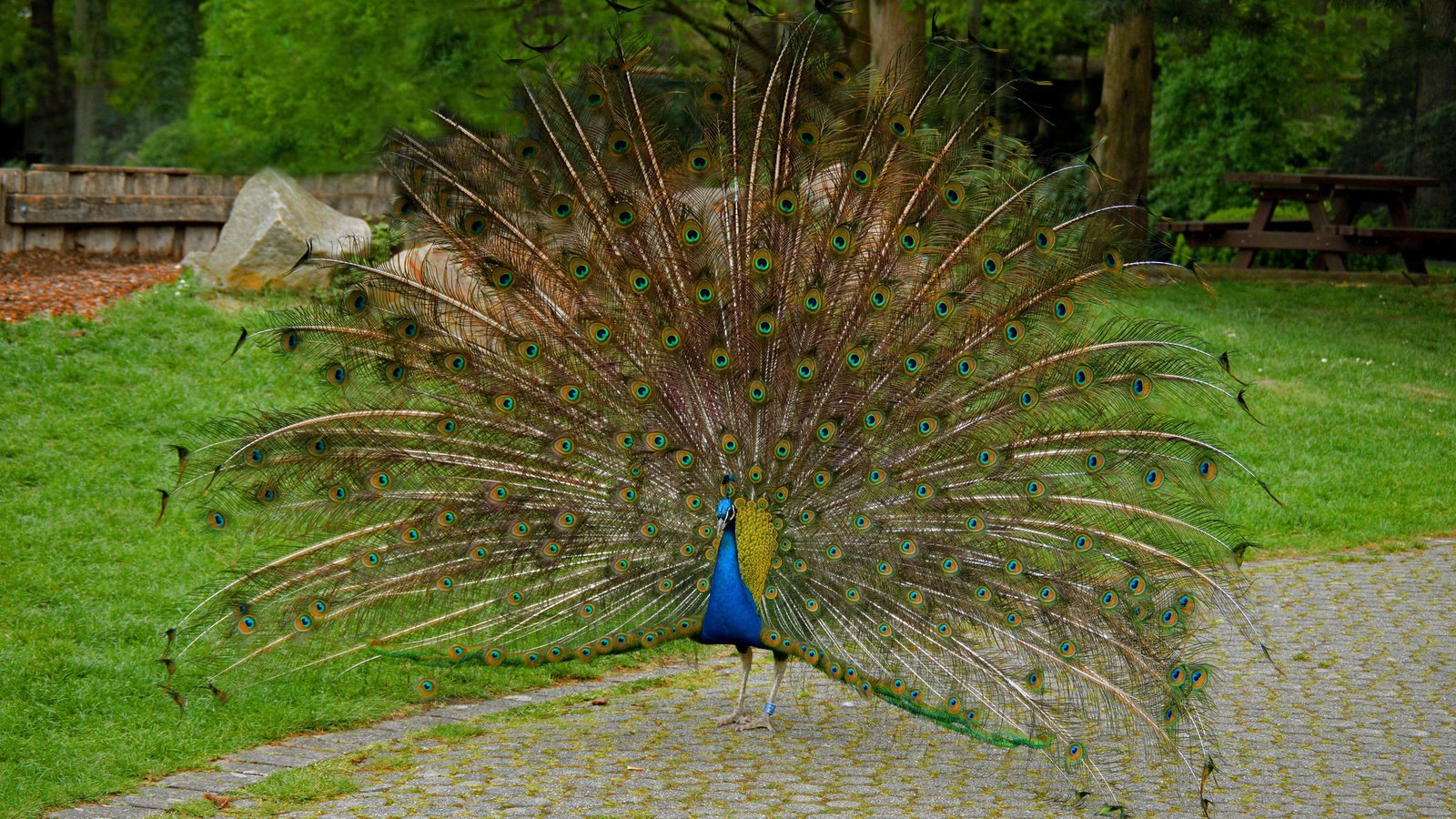 Обои птица, павлин, хвост, bird, peacock, tail разрешение 2048x1362 Загрузить