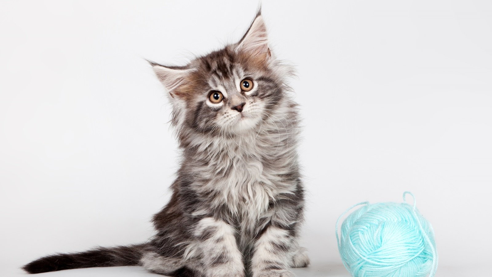 Обои котенок, клубок, мейн-кун, kitty, tangle, maine coon разрешение 3000x1957 Загрузить