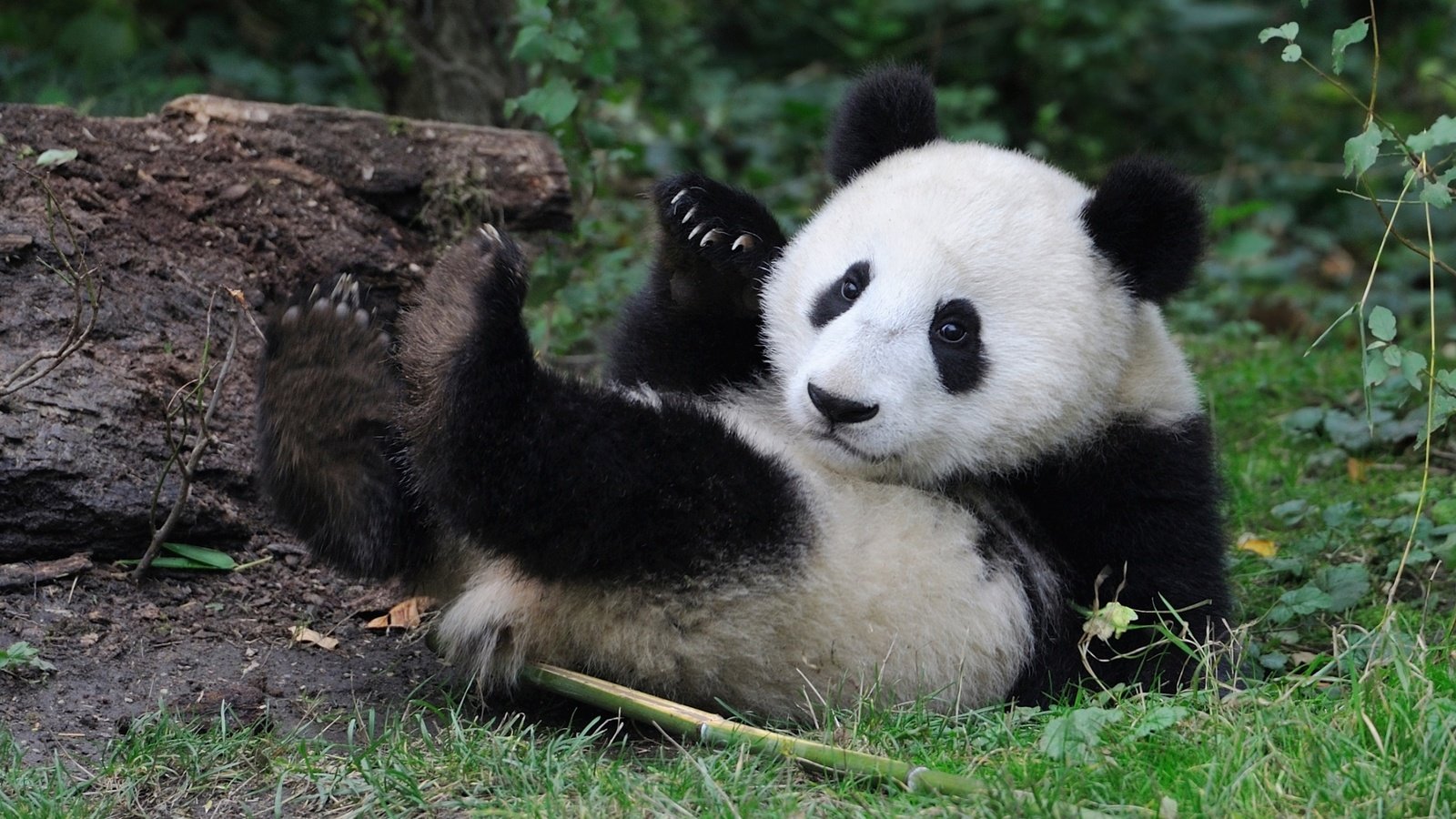 Обои панда, медведь, малыш, panda, bear, baby разрешение 2300x1412 Загрузить