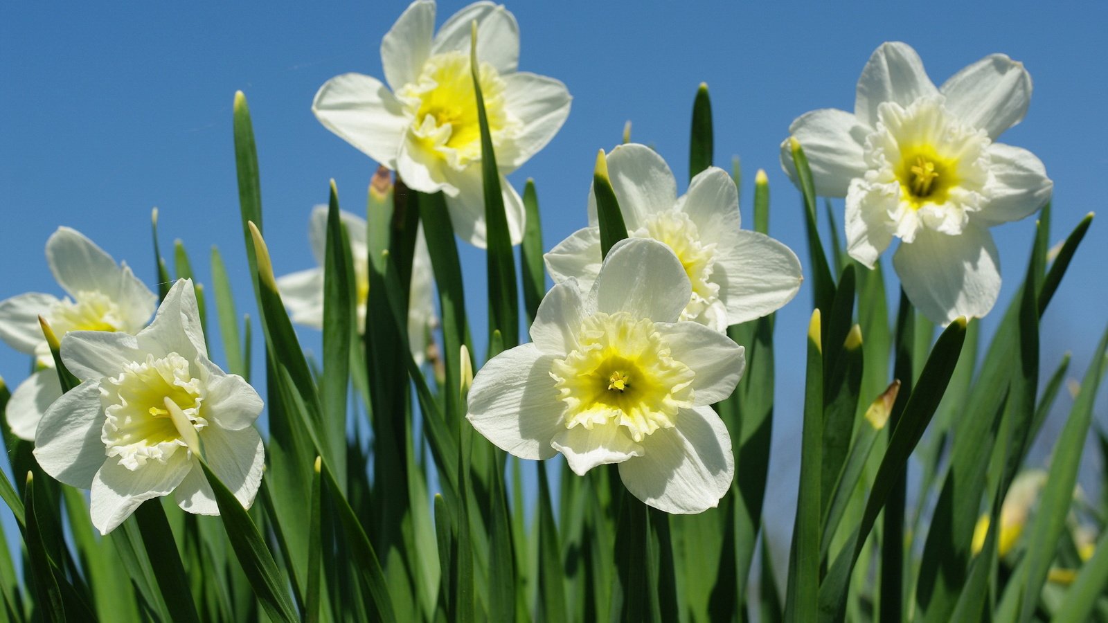 Обои макро, весна, нарциссы, macro, spring, daffodils разрешение 2232x1506 Загрузить
