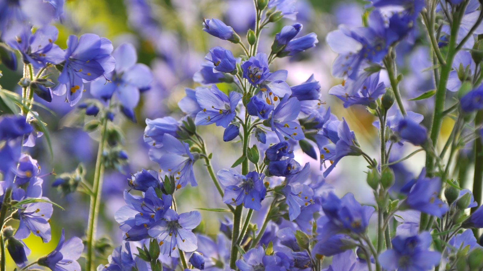 Обои цветы, макро, лепестки, стебли, синие, синюха, flowers, macro, petals, stems, blue разрешение 3000x1993 Загрузить