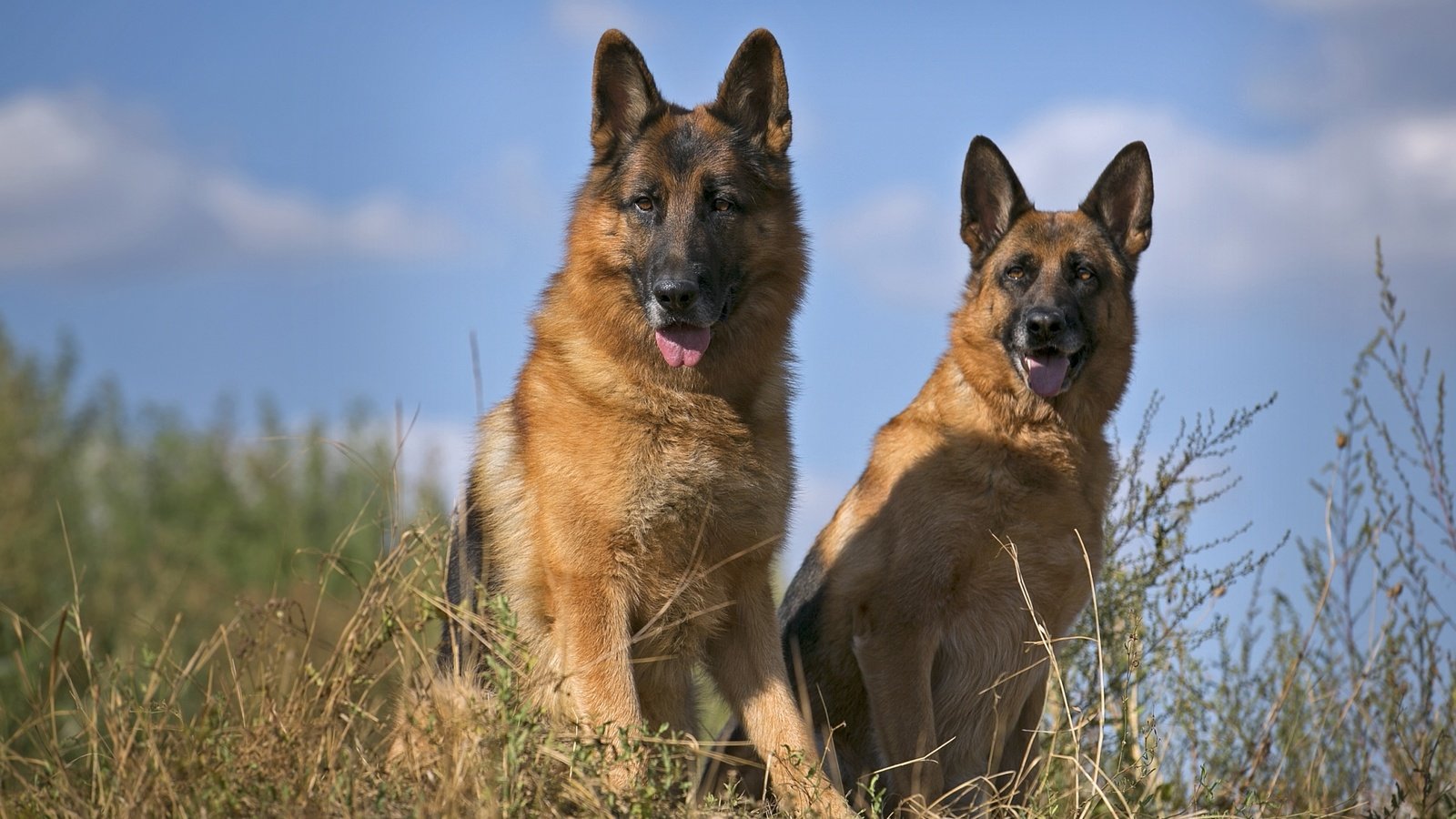 Обои порода, немецкая овчарка, дуэт, овчарки, умные, breed, german shepherd, duo, shepherd, smart разрешение 2100x1337 Загрузить