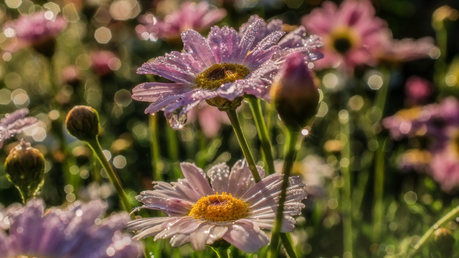 Обои бутоны, макро, роса, ромашки, buds, macro, rosa, chamomile разрешение 2048x1365 Загрузить