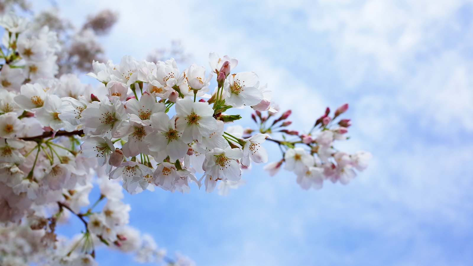 Обои небо, цветение, лепестки, сакура, the sky, flowering, petals, sakura разрешение 2048x1356 Загрузить