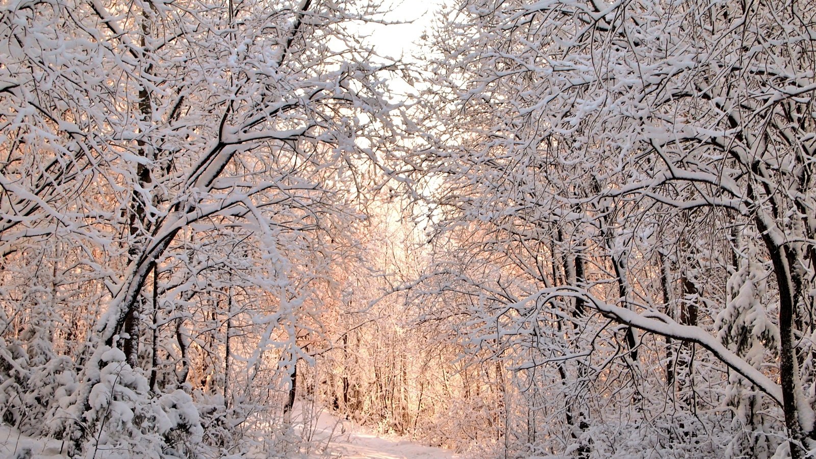 Обои деревья, снег, зима, trees, snow, winter разрешение 2300x1535 Загрузить