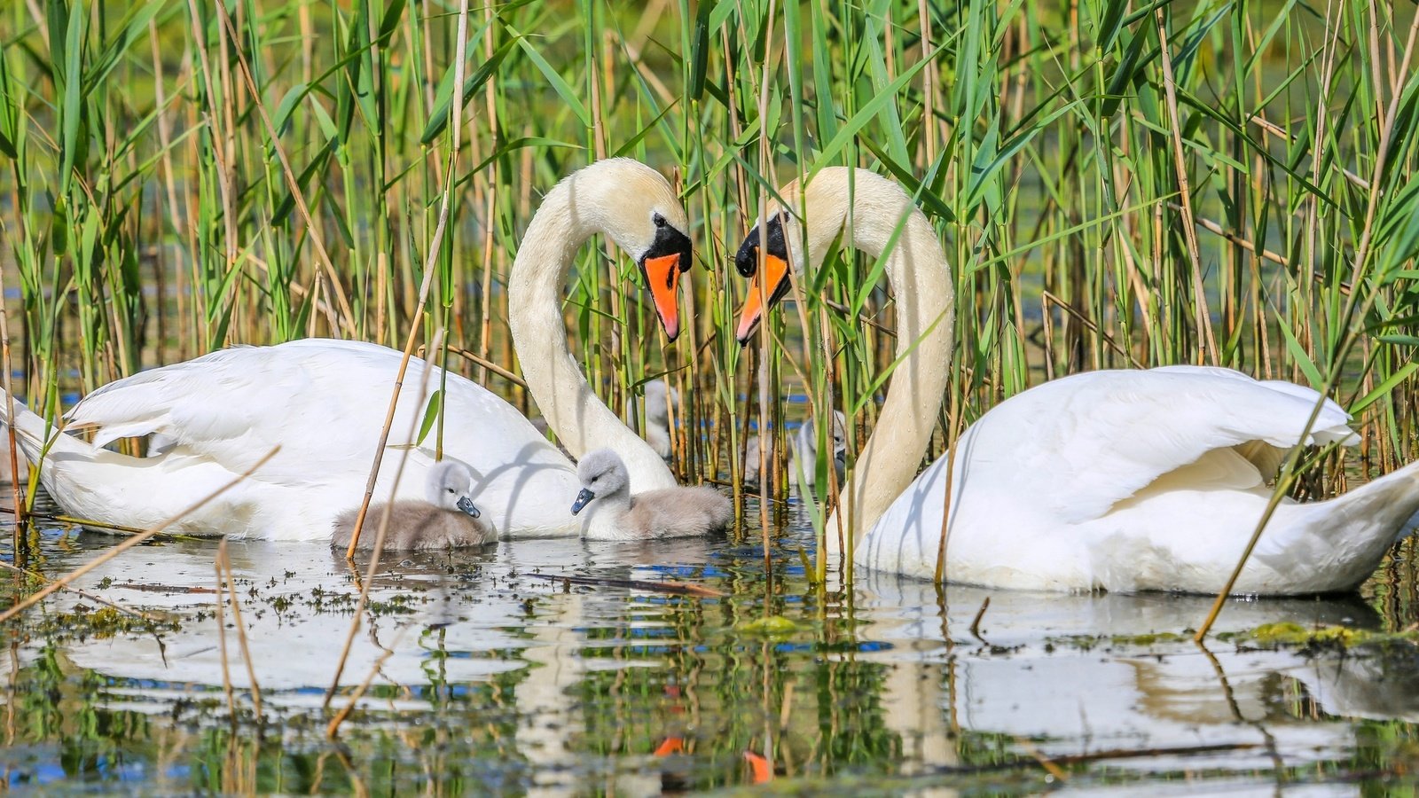 Обои птицы, семья, лебеди, птенцы, birds, family, swans, chicks разрешение 2048x1276 Загрузить